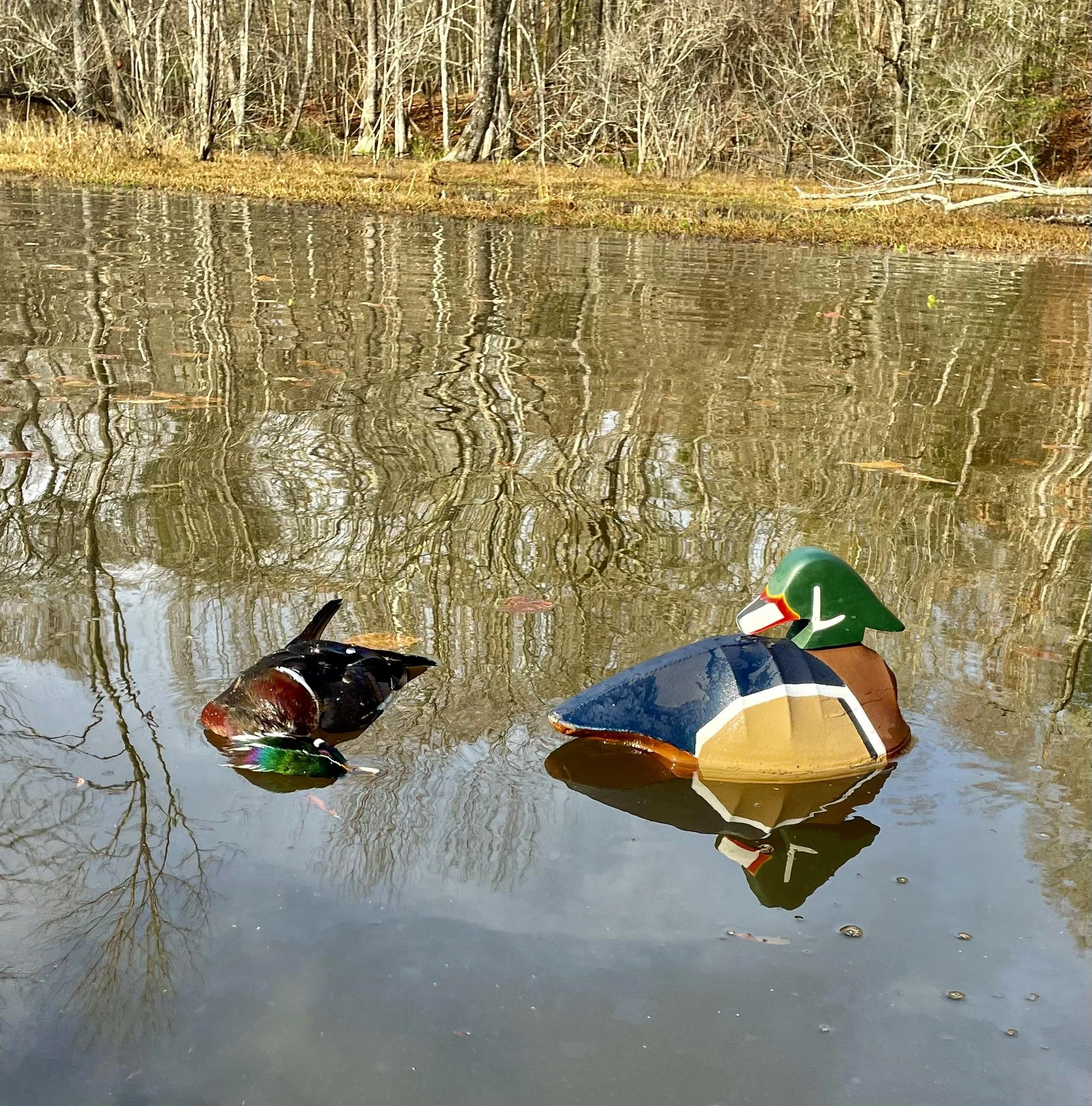 Two handmade waterfowl decoys floating on water.